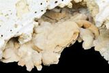 Fossil Crab (Potamon) Preserved in Travertine - Turkey #121391-5